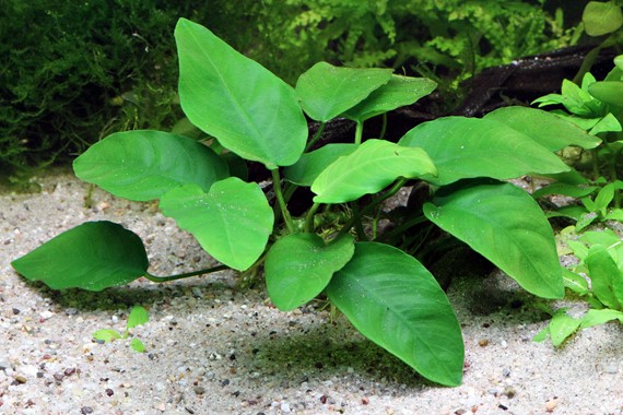 ANUBIAS BARTERI VAR. NANA DENNERLE PLANTS
