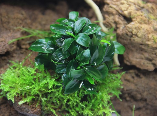 ANUBIAS NANA BONSAI DENNERLE PLANTS