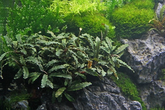 BUCEPHALANDRA PYGMAEA BUKIT KELAM DENNERLE PLANTS