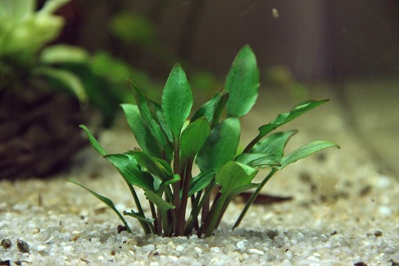 CRYPTOCORYNE LUTEA HOBBIT DENNERLE PLANTS