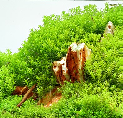HEMIANTHUS GLOMERATUS DENNERLE PLANTS