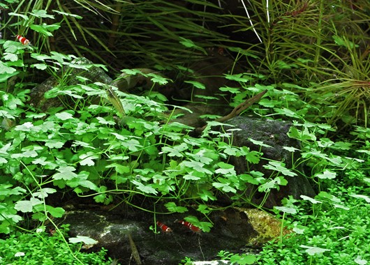 HYDROCOTYLE CF. TRIPARTIATE