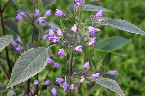 HYGROPHILA CORYMBOSA DENNERLE PLANTS
