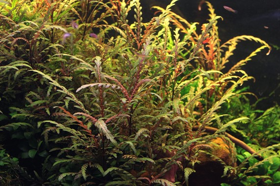 HYGROPHILA PINNATIFIDA DENNERLE PLANTS