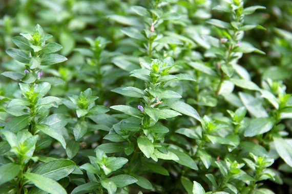 HYGROPHILA POLYSPERMA