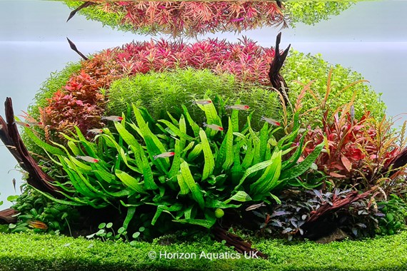 LIMNOPHILA HIPPURIDOIDES