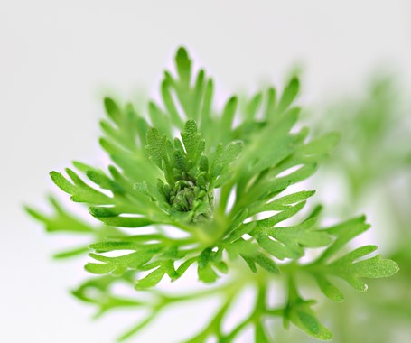 LIMNOPHILA SESSIFLORA