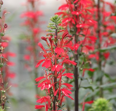 LOBELIA CARDINALIS DENNERLE PLANTS