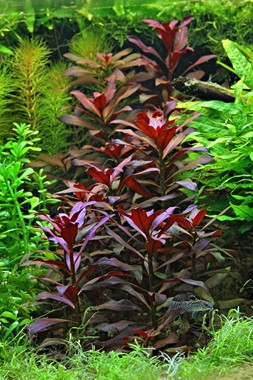 LUDWIGIA GLANDULOSA