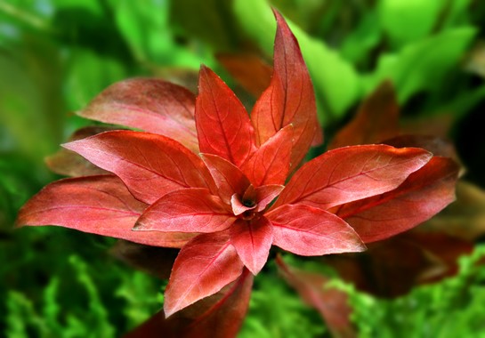 LUDWIGIA REPENS'RUBIN