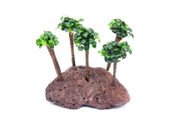 DWARF ANUBIAS BONSAI