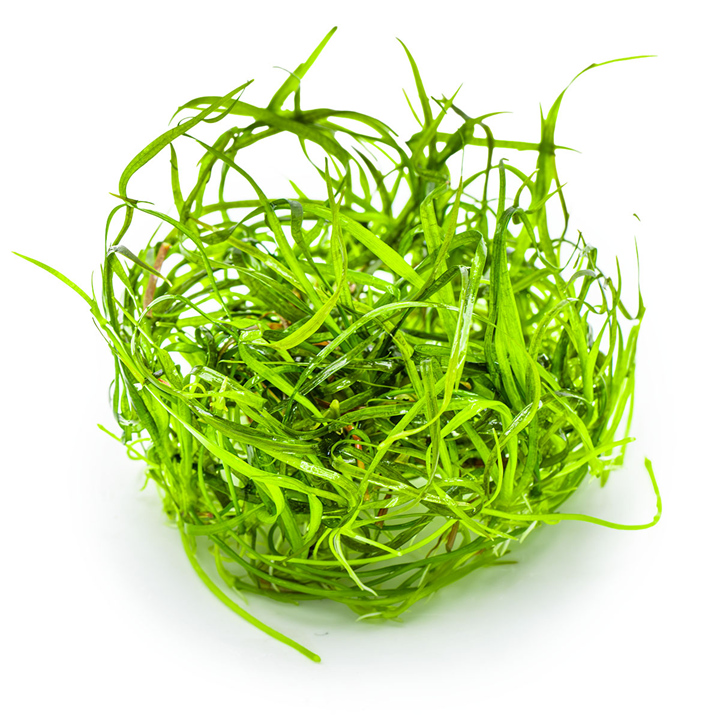 SAGITTARIA SUBULATA NEEDLE LEAF