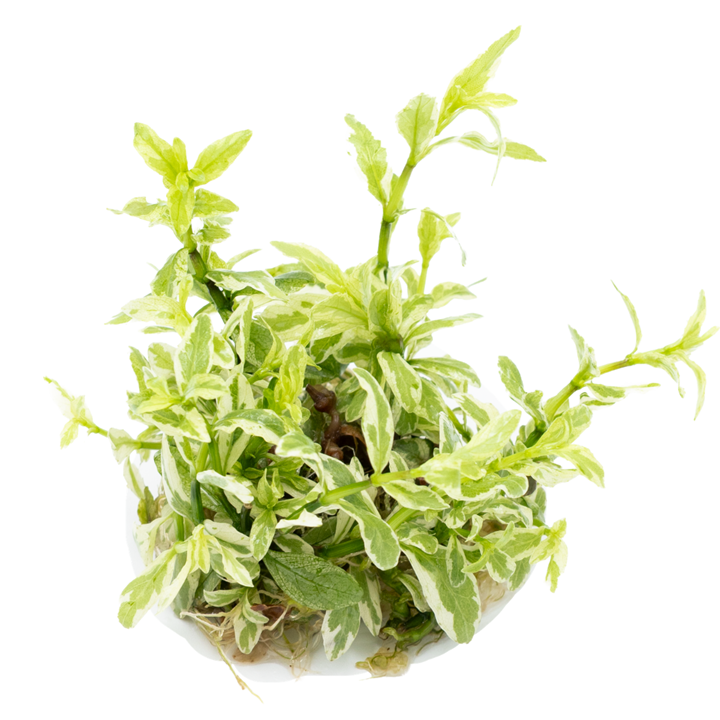 HYGROPHILA POLYSPERMA WHITE TROPICA