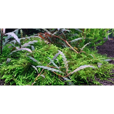 HYGROPHILA PINNATIFADA e MUSCHIO TROPICA