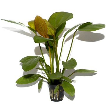 ECHINODORUS  Barthii TROPICA