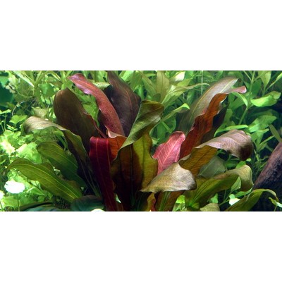 ECHINODORUS  Barthii TROPICA