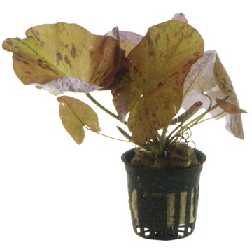 NYMPHAEA LOTUS TROPICA