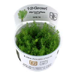 MYRIOPHYLLUM MATTOGROSSENSE