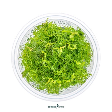 PROSERPINACA PALUSTRIS DENNERLE PLANTS