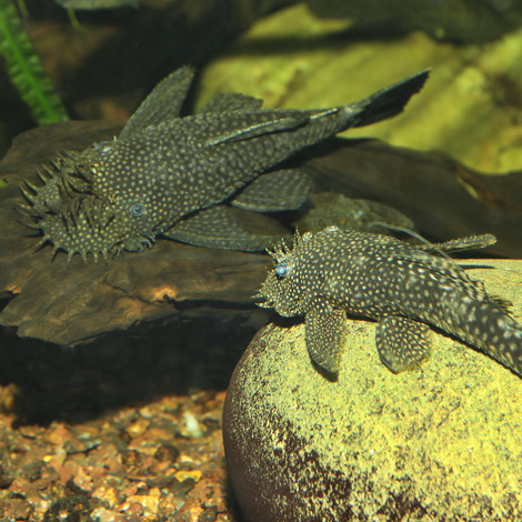 PRONOVO PLECO WAFER XL 1000ML 