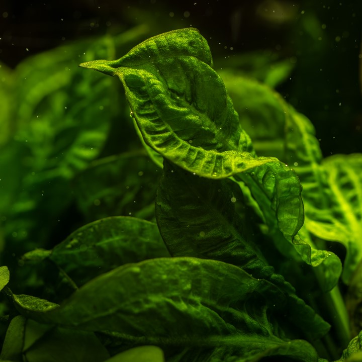 ECHINODORUS GRISEBACHII TROPICA TROPICA