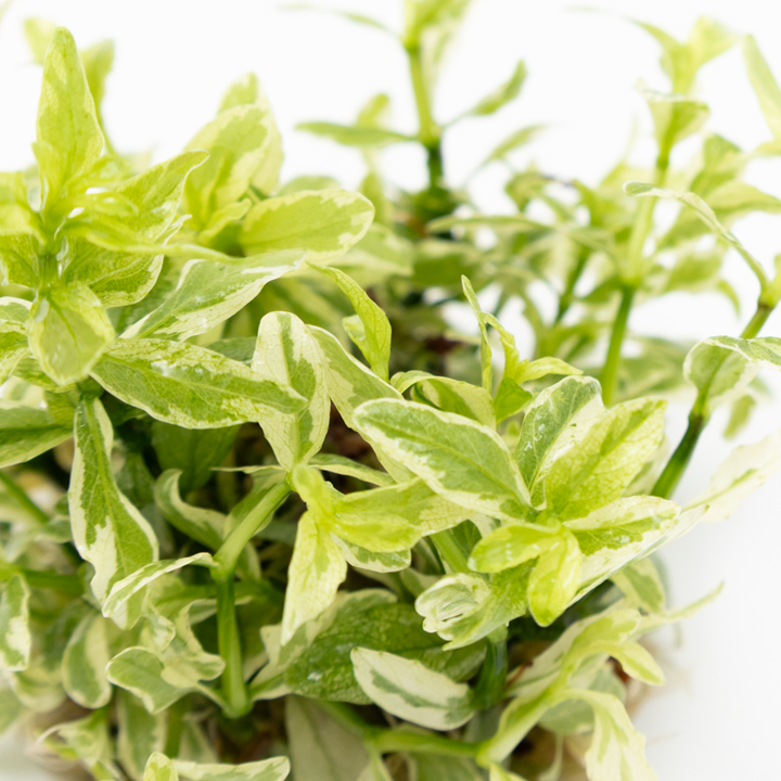 HYGROPHILA POLYSPERMA WHITE TROPICA
