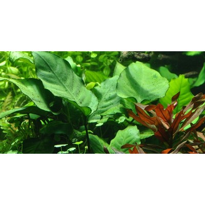 ANUBIAS BARTERI su legno TROPICA