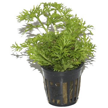 CERATOPTERIS THALICTROIDES TROPICA