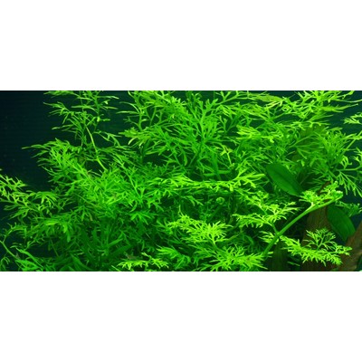 CERATOPTERIS THALICTROIDES TROPICA