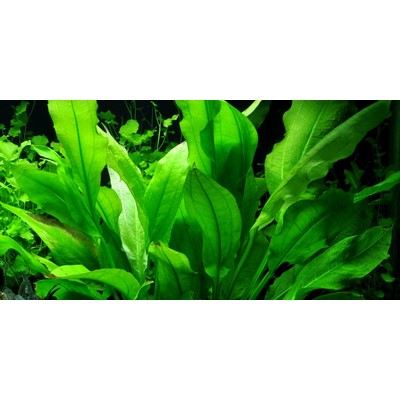 ECHINODORUS GRISEBACHII BLEHERAE