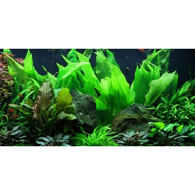 ECHINODORUS GRISEBACHII BLEHERAE