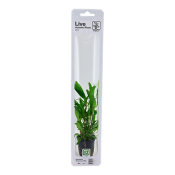 HYGROPHILA CORYMBOSA SIAMENSIS 53B
