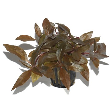 ALTERNANTHERA REINECKII  Pink TROPICA