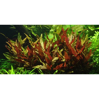 ALTERNANTHERA REINECKII  Pink TROPICA