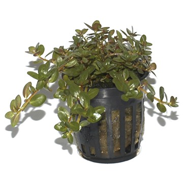 ROTALA ROTUNDIFOLIA GREEN