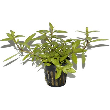 HYGROPHILA POLYSPERMA TROPICA