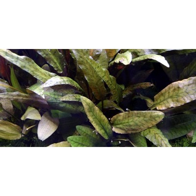 CRYPTOCORYNE WENDTII Tropica TROPICA