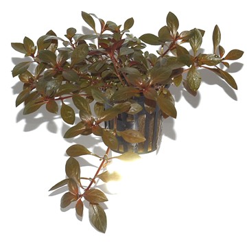 LUDWIGIA REPENS RUBIN