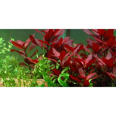 LUDWIGIA REPENS RUBIN