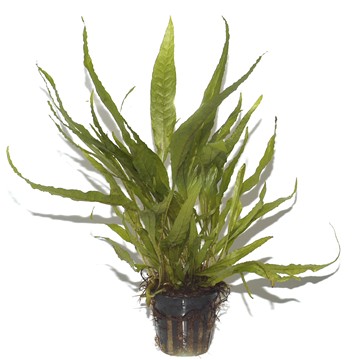 MICROSORUM PTEROPUS TROPICA