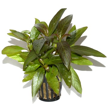 HYGROPHILA CORYMBOSA SIAMENSIS TROPICA