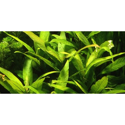 HYGROPHILA CORYMBOSA SIAMENSIS TROPICA