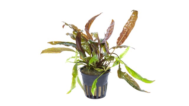 CRYPTOCORYNE USTERIANA TROPICA
