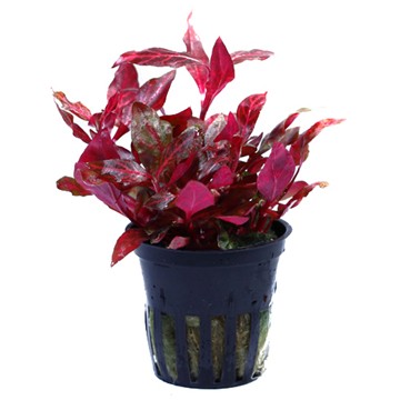 ALTERNANTHERA REINECKII  Rosanervig TROPICA