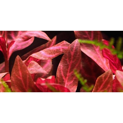 ALTERNANTHERA REINECKII  Rosanervig TROPICA