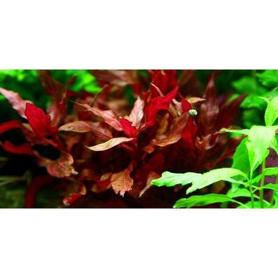 ALTERNANTHERA REINECKII  Rosanervig TROPICA