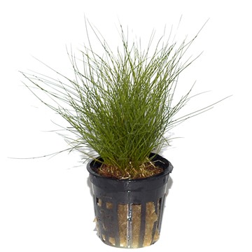 ELEOCHARIS PARVULA TROPICA