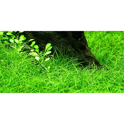 ELEOCHARIS PARVULA TROPICA
