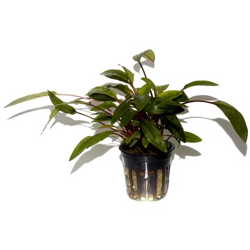CRYPTOCORYNE UNDULATA BROAD LEAVES