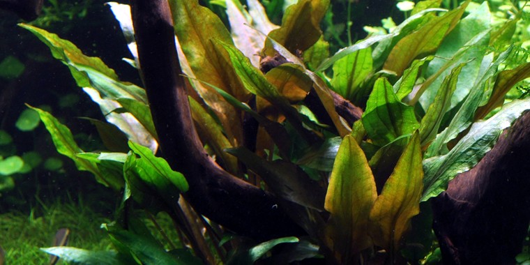 CRYPTOCORYNE UNDULATA BROAD LEAVES